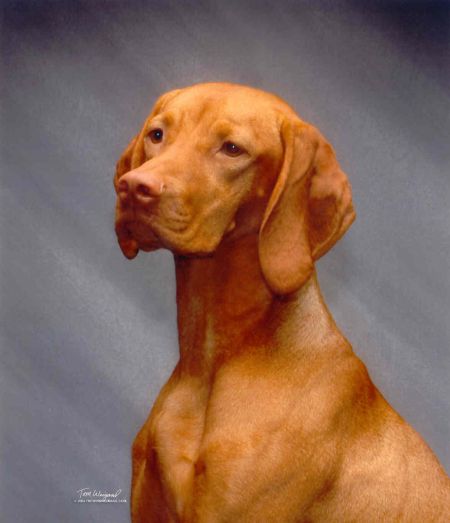 Image of Scarlett Suns Solebury Penny