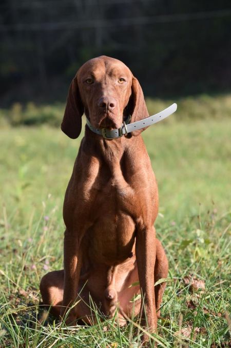 Image of Northstar Luxatori Tucky