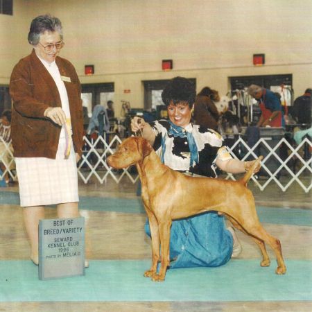 Image of Lyon's Showdown By Jakra