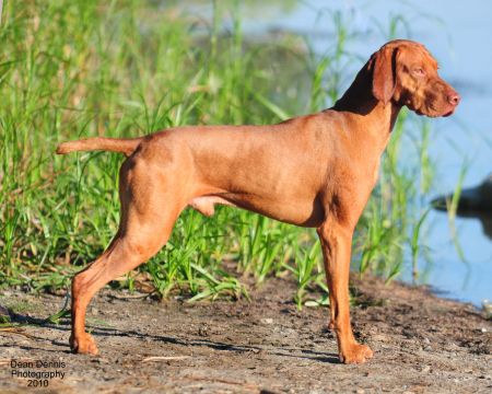 Image of Olde Ridge Soar'n Pfalcon's Hudson