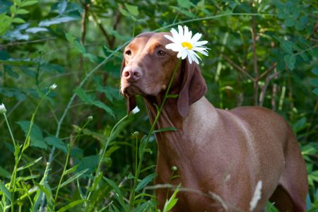 Image of Szizlin Tarot Redtailed Raptor
