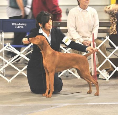 Image of Szizlin Tarot Redtailed Raptor