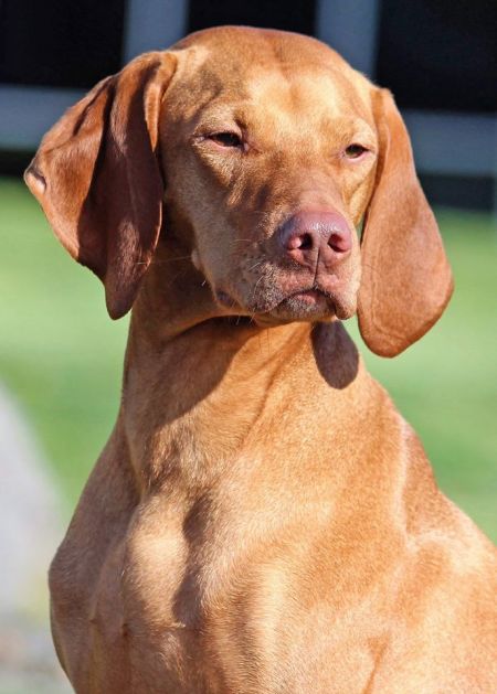 Image of Sokoldalu's Sunkissed Eyecandy By Tierah