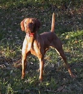 Image of Kick Em Up Outcast Of Shiloh