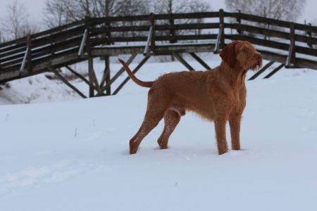 Image of Zerge von Haus Schladern