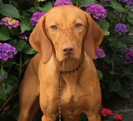 Image of Sokoldalu's Proud Sponsor of the Olympic Games