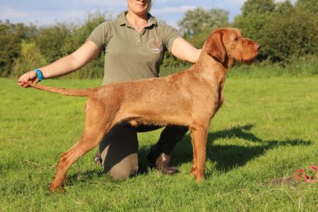 Image of Zöldmáli Tarlo