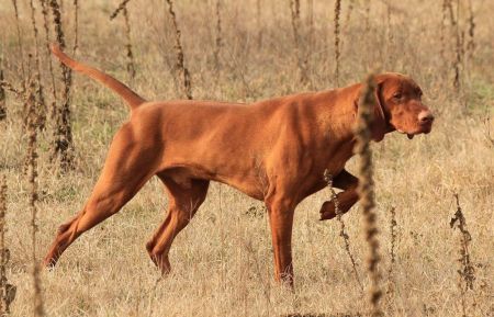 Image of Csipkéskúti Hékás