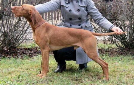 Image of Aranyvadász Taltos