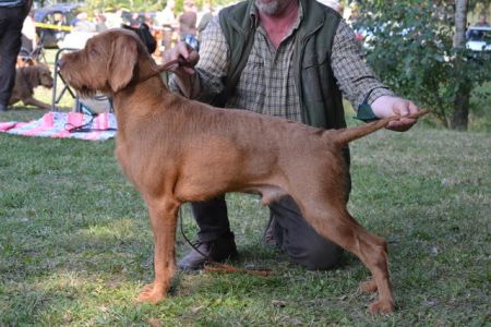 Image of Zöldmáli Szálka