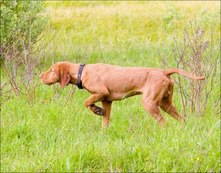 Image of Zöldmáli Laci
