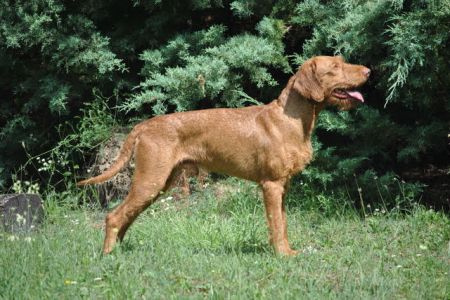 Image of Tangrams Cotton Eye Joe