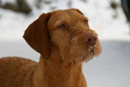 Image of Zöldmáli Jeles