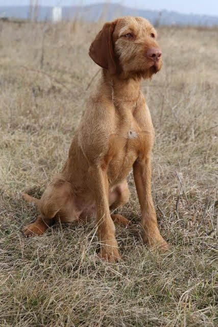 Image of Zöldmáli Cifra