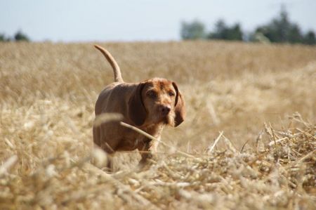 Image of Darko du Domaine Saint Hubert