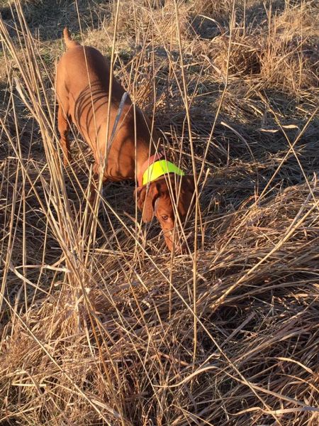 Image of Jnek's Dare To Dream