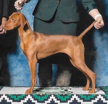 Image of Legacy's Revival of Kristar