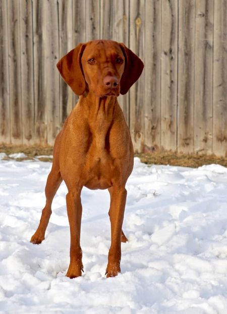 Image of Sugar Tekla of Hungary