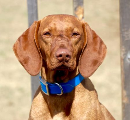 Image of Sugar Tekla of Hungary