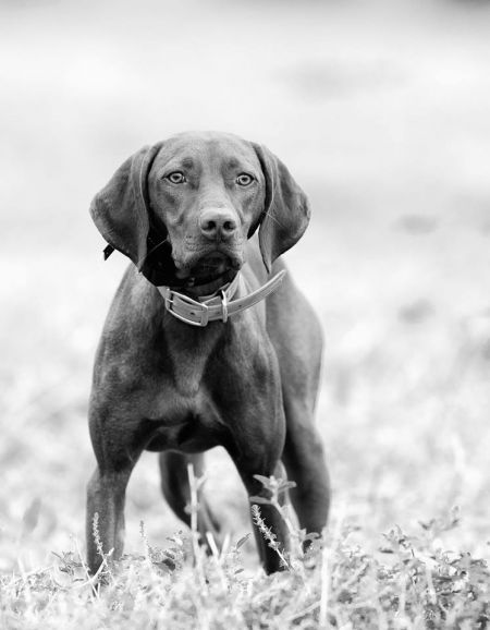 Image of Salt Creek Dawn Sweep Banzai