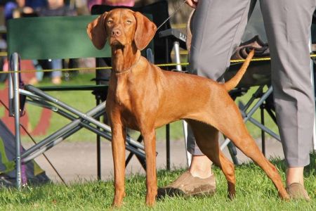 Image of Lekka's Joyful Karött By Malek