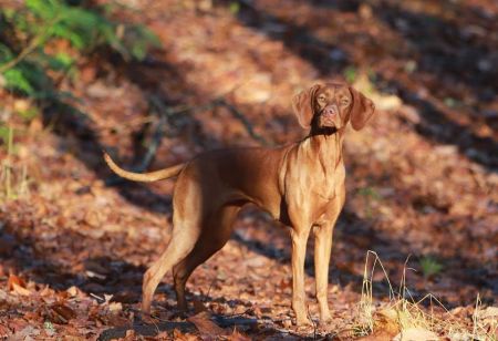 Image of Lekka's Joyful Karött By Malek