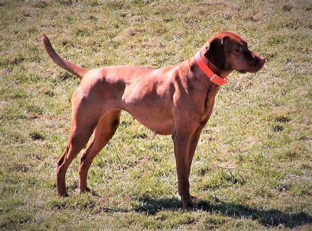 Image of Tiszabec's Bella Donna