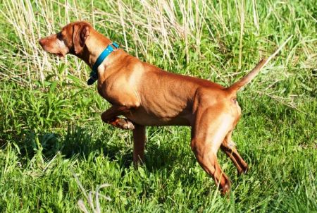 Image of Lundy's Holy Moly