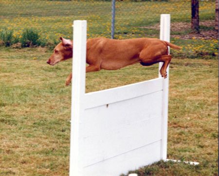 Image of Tsavo's Natasha