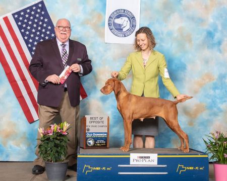 Image of Regal Point Dauntless Daredevil