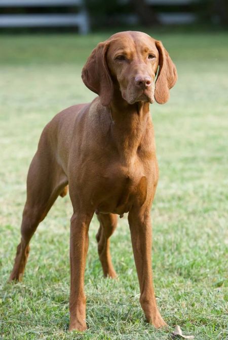 Image of Regal Point Dauntless Daredevil