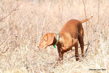 Image of Regal Point Dauntless Daredevil