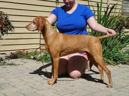 Image of Redwillow Hilldale True Blue