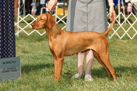 Image of Topaz's Firecracker