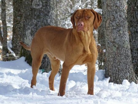 Image of Tiszatáji Vadász Gurkha