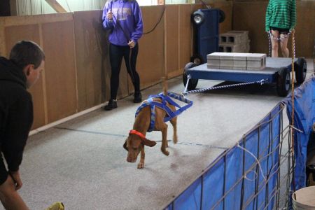 Image of Ourdream's Star Spangled Banner