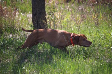Image of Ourdream's Star Spangled Banner