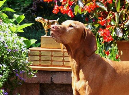 Image of Jnek's Royal Legacy