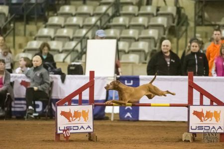 Image of Jnek's Royal Legacy