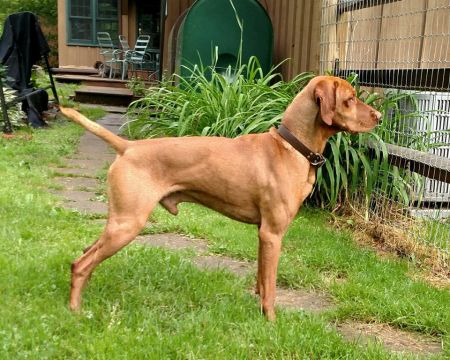 Image of Mehagian's Keystone Brother David