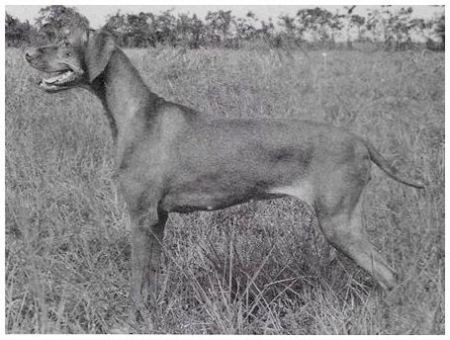 Image of Autumn Gold Shifta