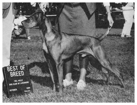 Image of Baron's Bit Of Copper Gusto