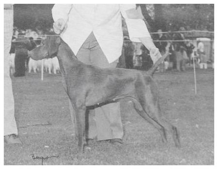 Image of Bear Creek's Redwood Casey