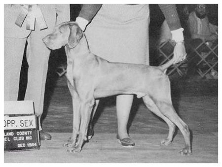 Image of Camarily Hey Dukes Repeater