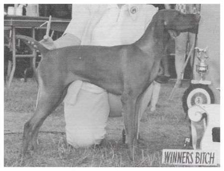 Image of Cariad's Gypsy Sprite