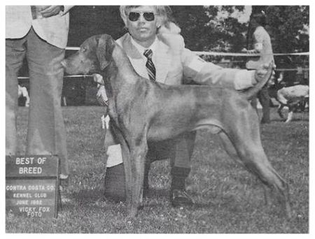 Image of Cariad's Szultan Barat