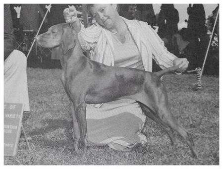 Image of Cinnabar's Suzuki Beane