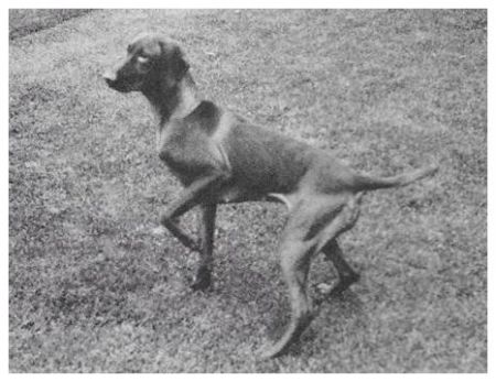 Image of Fawnridge Pepper's Lst Chance