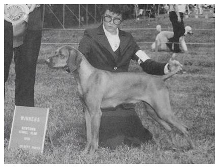 Image of Gypsygolds Shooting Star