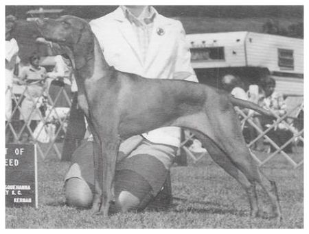 Image of Firebrand's Ziggy Stardust